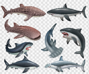 Poster - Shark Realistic Set