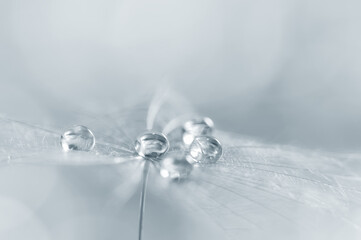 Wall Mural - closeup of a dandelion seed with drops of dew or water in silver color. beautiful abstract macro bac
