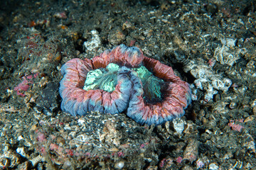 Wall Mural - Banana Coral Trachyphyllia geoffroyi