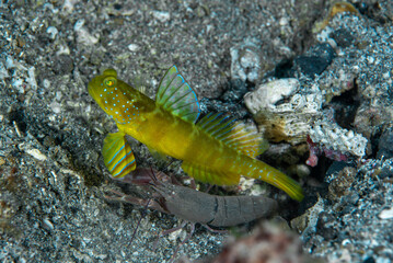 Wall Mural - Ventral-barred Shrimpgoby Cryptocentrus sericus