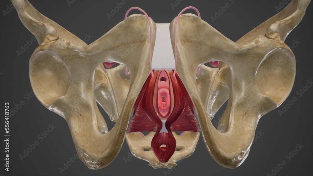 Female Perineum Anatomy Illustration.3d rendering Stock Illustration | Adobe Stock