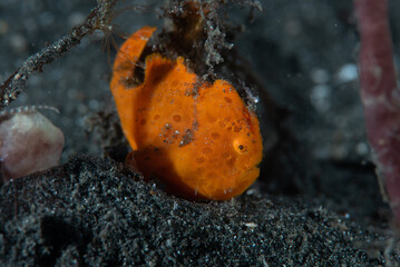 Wall Mural - Painted frogfish Antennarius pictus