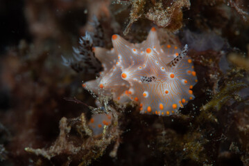 Wall Mural - Nudibranch Halgerda batangas