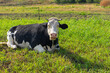 Nice portrait of cute black and white cow lying chained on autumnal pasture in Ukraine and looking with interest