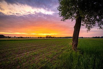Wall Mural - Beautiful sunset over the fields and lonely tree