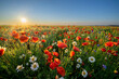 © Piotr Krzeslak - Summer morning over field of wild flowers