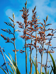 Wall Mural - Mountain Flax (Wharariki Phormium cookianum) flowers. Close up view.