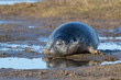Atlantic Grey Seal Pup (Halichoerus grypus) at the stage where it has fully moulted it’s lanugo