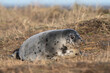 Atlantic Grey Seal Pup (Halichoerus grypus) at the stage where it has fully moulted it’s lanugo