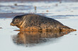 Female Atlantic Grey Seal (Halichoerus grypus) on mudflats at sunset