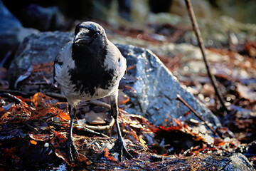 Canvas Print - Crow