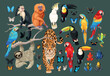 Big vector set of tropical animals and birds