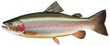 Exquisite Trout with Delicate Markings on Clear Background, png.