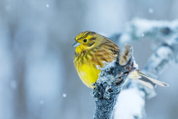 Wall Mural - Yellowhammer (Emberiza citrinella) sitting on a snowy branch in cold winter day.	
