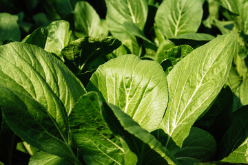 Green leaf vegetables for Asian cuisine, Choy sum or 