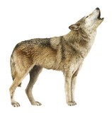 Fototapeta Do akwarium - A howling wolf hand drawn in watercolor. Watercolor animal illustration.