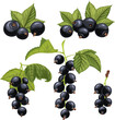 black currant berry set cartoon. blackcurrant leaf, fruit branch, ripe fresh, food raw, bush leaves, wet top, garden juice black currant berry vector illustration