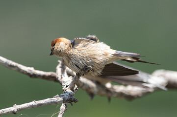 Wall Mural - Cecropis cucullata - Greater striped swallow - Hirondelle à tête rousse