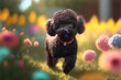 Junger Hundepudel AI generativ im Freien mit Sonnenlicht und Blumen Wiese