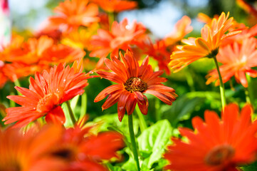 Canvas Print - Orange gerbera flowers in the garden