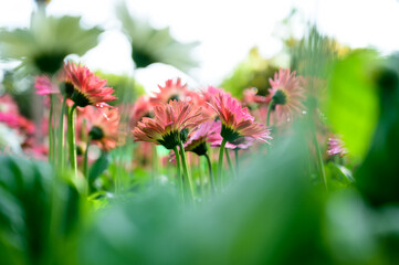 Canvas Print - Pink Gerbera flowers in the garden