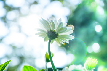 Canvas Print - White gerbera flower in the garden