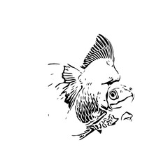 Wall Mural - black and white drawing sketch of a goldfish with a transparent background