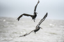 Pair Of Pelicans Flying Above The Waves