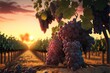 canvas print picture - a bunch of grapes are hanging from a vine in a vineyard at sunset or dawn. Generative AI