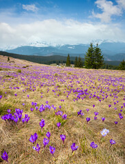 Wall Mural - Purple Crocus flowers on spring mountain