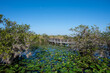 © Francisco - Anhinga Trail boardwalk in Everglades National Park on calm sunny morning over sawgrass and water lilies.