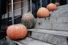 Large Ripe Pumpkins Are Laid Out Vertically In A Row On The Steps. Halloween Pumpkin.