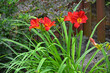 czerwony liliowiec (Hemerocallis ), czerwone kwiaty
