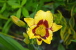 żółty liliowiec (Hemerocallis ), żółty kwiat z brązowym oczkiem
