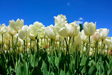 Fototapeta Tulipany - tulipany białe, kwitnące lulipany na tle niebieskiego nieba, tulipa, ivory floradale