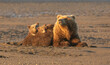 Three brown bear cubs and sow resting