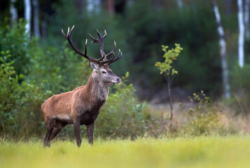 Fototapete - European deer male buck ( Cervus elaphus ) during rut