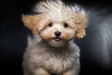 Maltipoo Canine. Maltese Poodle Hybrid Puppy In Studio, Adorable. Generative AI