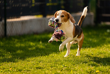 Wall Mural - Dog run, beagle dog jumping having fun in the garden. Dog training