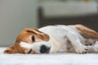 sad and worried beagle dog lying on a floor. Canine background