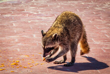 Raccoon Eating Fries In Sunny Day, Raccoons Of Miramar Beach, In Tampico Madero 