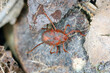 Erythraeus sp., family Erythraeidae, predatory mite looking for prey in the forest litter.