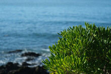 Bright Green Shrub Foliage Against The Background Of The Blue Ocean And Stones