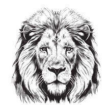 Lion Portrait Lion Head Sketch Hand Drawn Engraving Style Wild Animals Vector Illustration