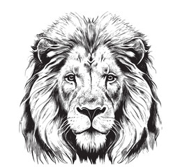 lion portrait lion head sketch hand drawn engraving style wild animals vector illustration