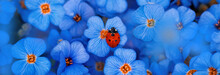 Close-up Of A Single Red-dotted Ladybug On A Blue Seamless Carpet Of Flowers. Shallow Depth Of Field, Blurred Elements