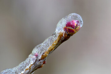 Sticker - Iced Lilac Branch Bud