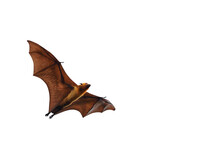 Bat Flying Isolated On Transparent Background. "Lyle's Flying Fox"	