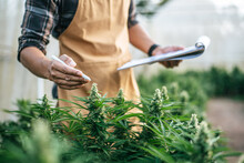 Asian Man Marijuana Researcher Checking Marijuana Cannabis Plantation In Cannabis Farm, Business Agricultural Cannabis. Cannabis Business And Alternative Medicine Concept.
