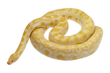 Poisonous Yellow Snake On  Transparent Background